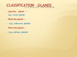 CLASSIFICATION GLANDS
 Apocrine glands —
(e.g.- sweat gland)
 Holocrine glands —
 (e.g., sebaceous glands)
 Merocrine glands —
 (e.g., salivary glands)
 