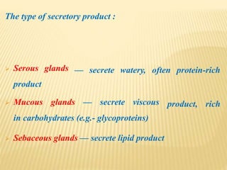 The type of secretory product :
— secrete watery, often protein-rich Serous glands
product
product, rich Mucous glands — secrete viscous
in carbohydrates (e.g.- glycoproteins)
 Sebaceous glands — secrete lipid product
 