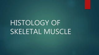 HISTOLOGY OF
SKELETAL MUSCLE
 