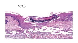 Histology of skin | PPTX