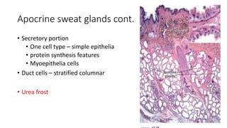 Histology of skin | PPTX