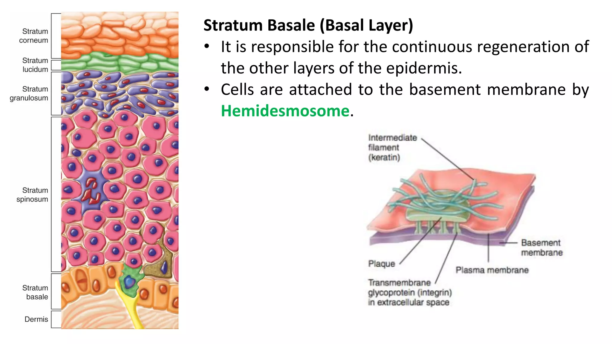 Histology of skin and its appendages. | PDF