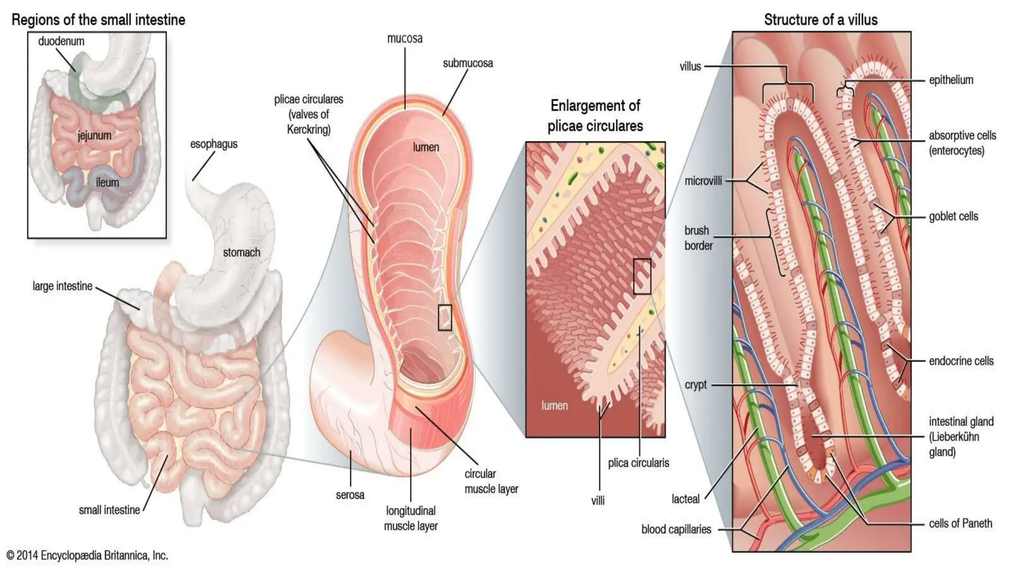Histology/Micro Anatomy of Small Intestine.pptx