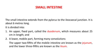 Histology/Micro Anatomy of Small Intestine.pptx