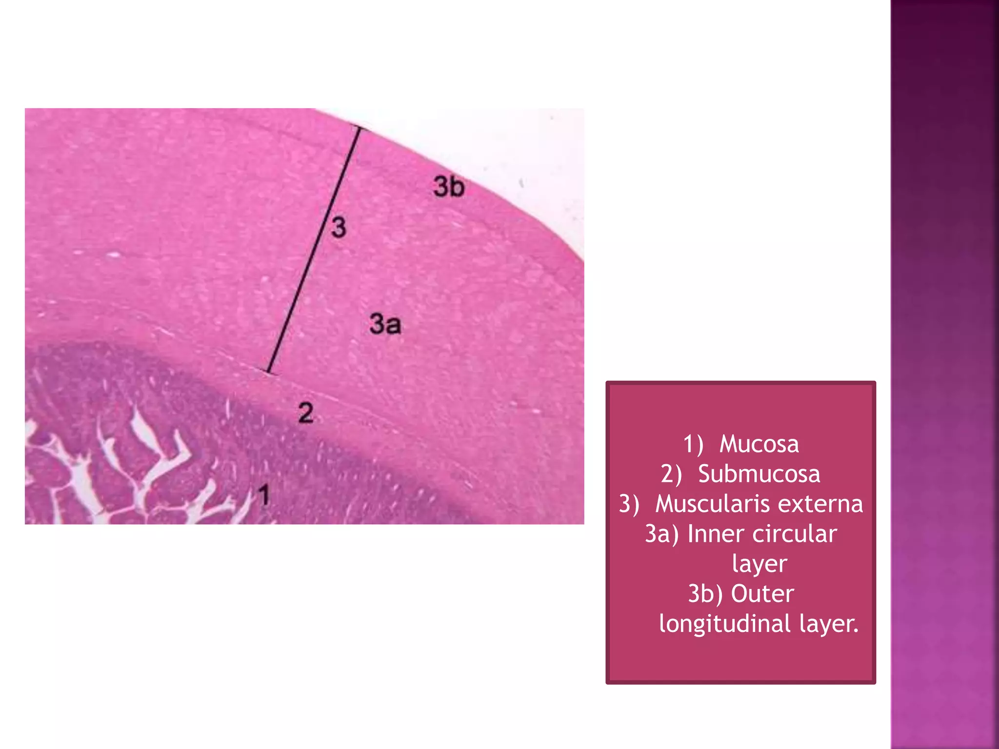 Histology of small intestine | PPTX