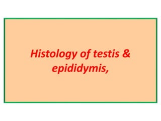 Histology of testis &
epididymis,
 