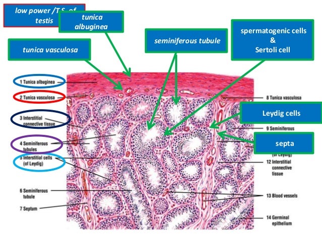 SEARCH AND BUY THIS PRODUCT Histology of testes & epididymis