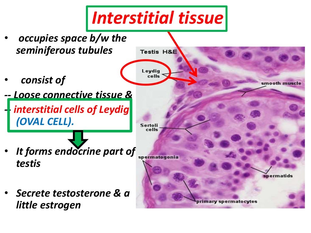 Histology of testes & epididymis Histology of testes & epididymis