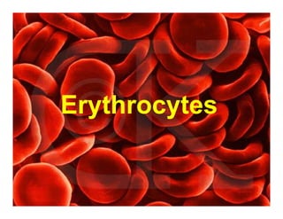 HISTOLOGY_OF_THE_CIRCULATORY_SYSTEM__e33581e3.pdf