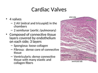 Histology Of The Heart Of The Humanp ppt Histology Of The Heart Of The Humanp ppt