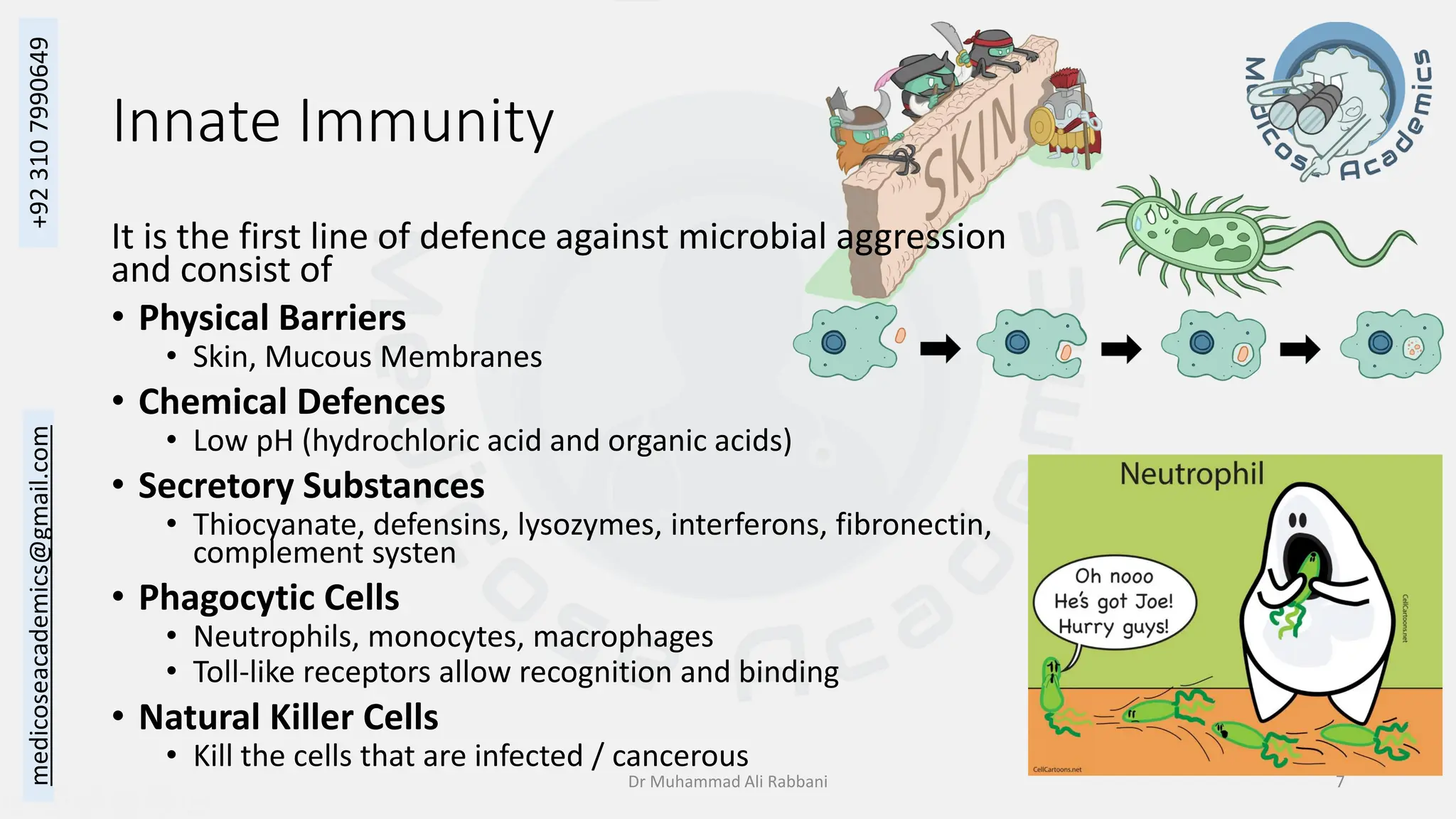 Histology of the Immune System - Dr Muhammad Ali Rabbani | PDF