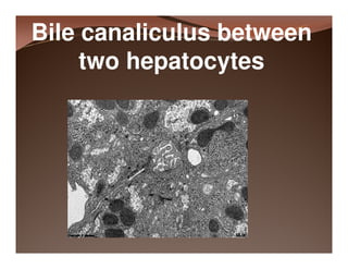 Histology of the liver and gall bladder [compatibility mode] | PDF