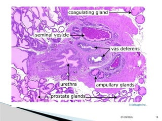 Histology of the Male and Female Reproductive Systems.pptx