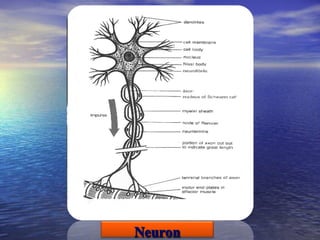 Histology of the nervous system | PPT