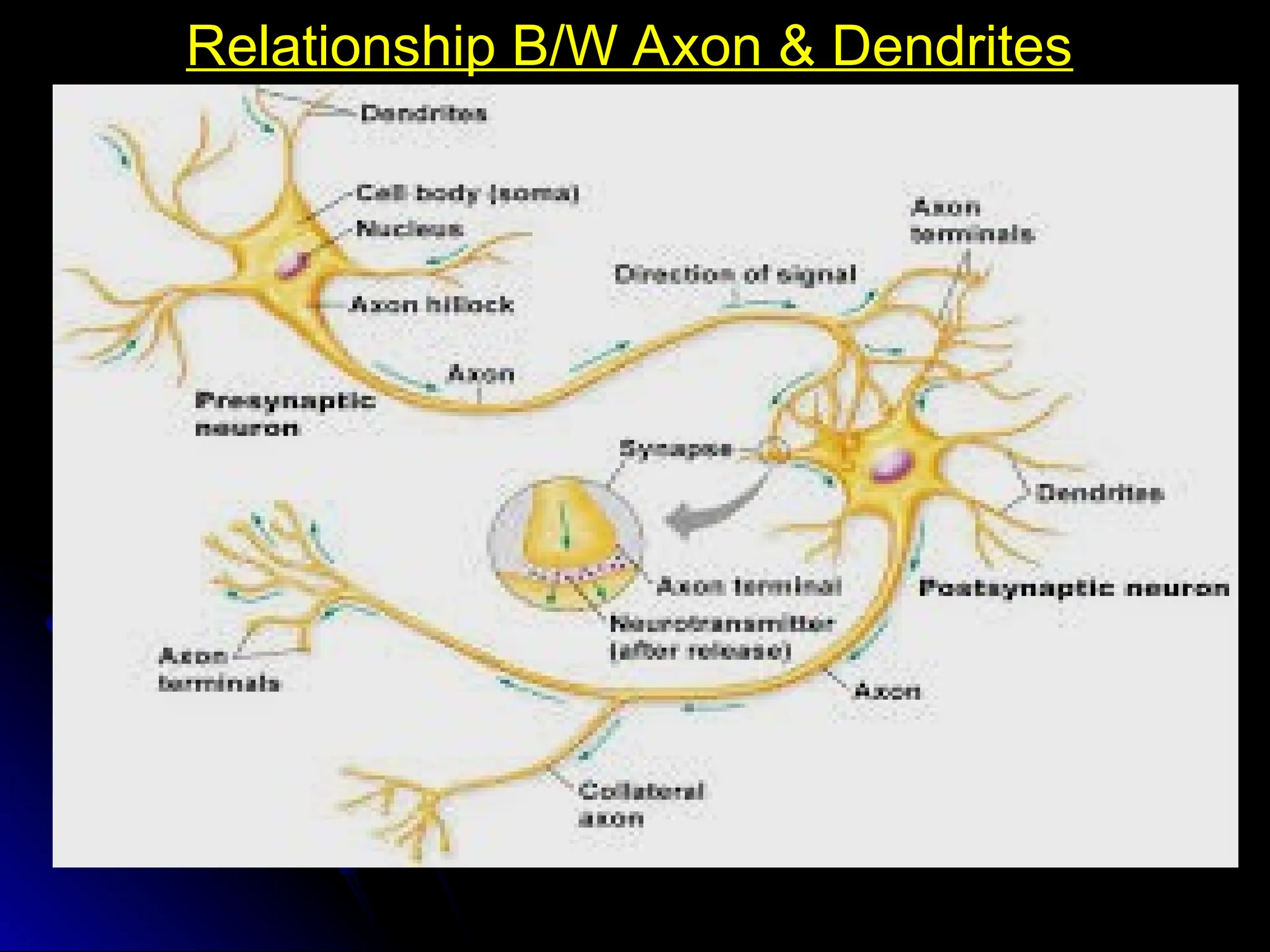Relationship B/W Axon & Dendrites
Relationship B/W Axon & Dendrites
 