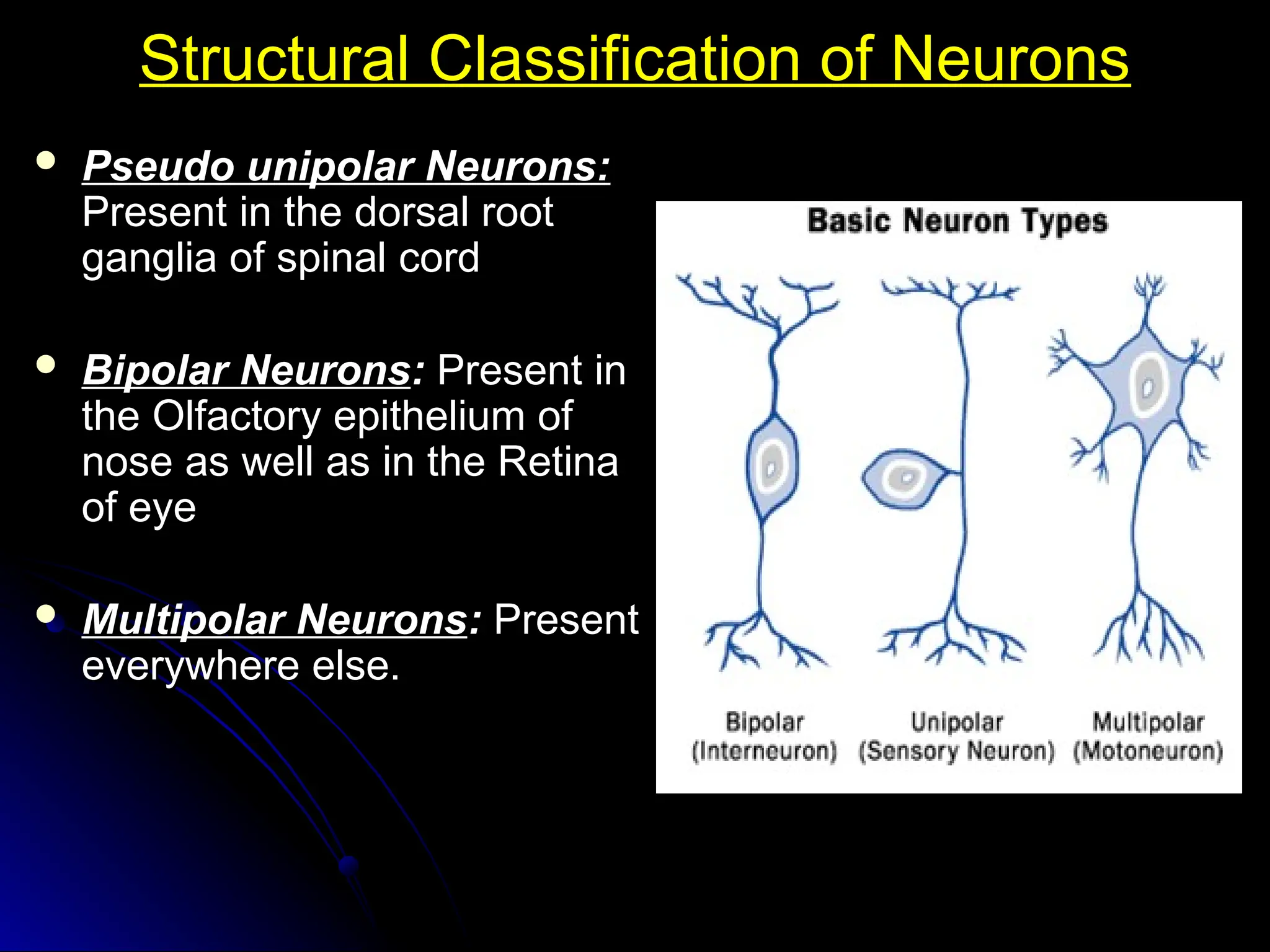 Structural Classification of Neurons
Structural Classification of Neurons
 Pseudo unipolar Neurons:
Pseudo unipolar Neurons:
Present in the dorsal root
Present in the dorsal root
ganglia of spinal cord
ganglia of spinal cord
 Bipolar Neurons
Bipolar Neurons:
: Present in
Present in
the Olfactory epithelium of
the Olfactory epithelium of
nose as well as in the Retina
nose as well as in the Retina
of eye
of eye
 Multipolar Neurons
Multipolar Neurons:
: Present
Present
everywhere else.
everywhere else.
 