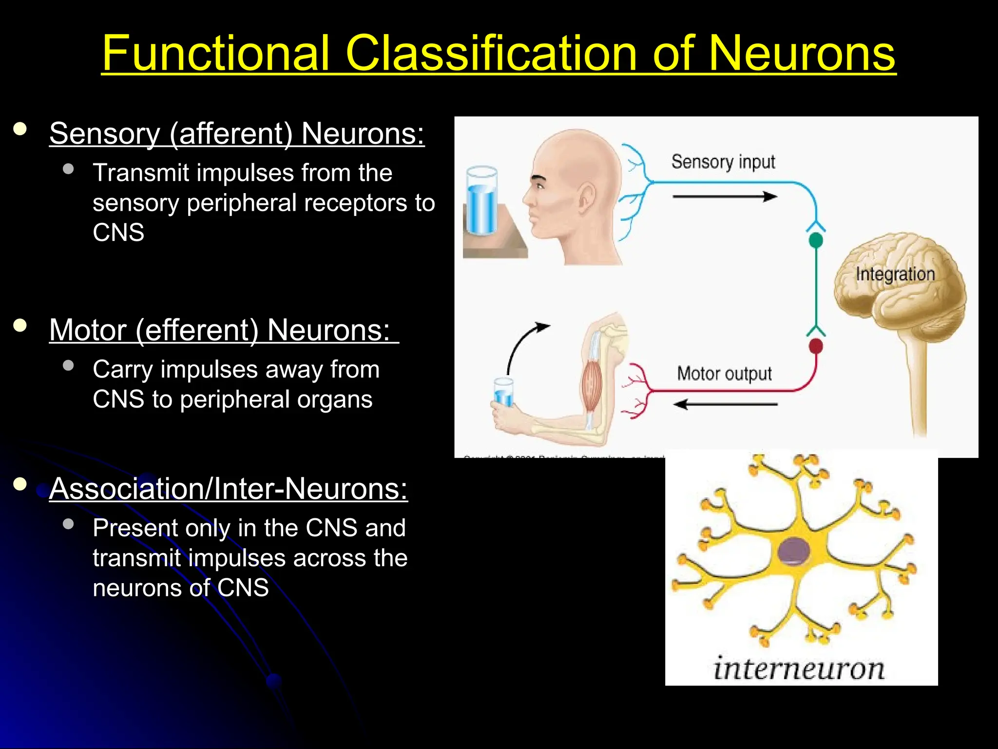 Functional Classification of Neurons
Functional Classification of Neurons
 Sensory (afferent) Neurons:
Sensory (afferent) Neurons:
 Transmit impulses from the
Transmit impulses from the
sensory peripheral receptors to
sensory peripheral receptors to
CNS
CNS
 Motor (efferent) Neurons:
Motor (efferent) Neurons:
 Carry impulses away from
Carry impulses away from
CNS to peripheral organs
CNS to peripheral organs
 Association/Inter-Neurons:
Association/Inter-Neurons:
 Present only in the CNS and
Present only in the CNS and
transmit impulses across the
transmit impulses across the
neurons of CNS
neurons of CNS
 