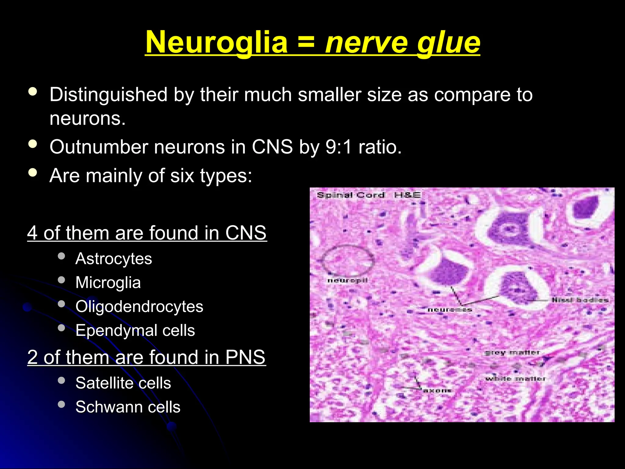 Neuroglia =
Neuroglia = nerve glue
nerve glue
 Distinguished by their much smaller size as compare to
Distinguished by their much smaller size as compare to
neurons.
neurons.
 Outnumber neurons in CNS by 9:1 ratio.
Outnumber neurons in CNS by 9:1 ratio.
 Are mainly of six types:
Are mainly of six types:
4 of them are found in CNS
4 of them are found in CNS
 Astrocytes
Astrocytes
 Microglia
Microglia
 Oligodendrocytes
Oligodendrocytes
 Ependymal cells
Ependymal cells
2 of them are found in PNS
2 of them are found in PNS
 Satellite cells
Satellite cells
 Schwann cells
Schwann cells
 