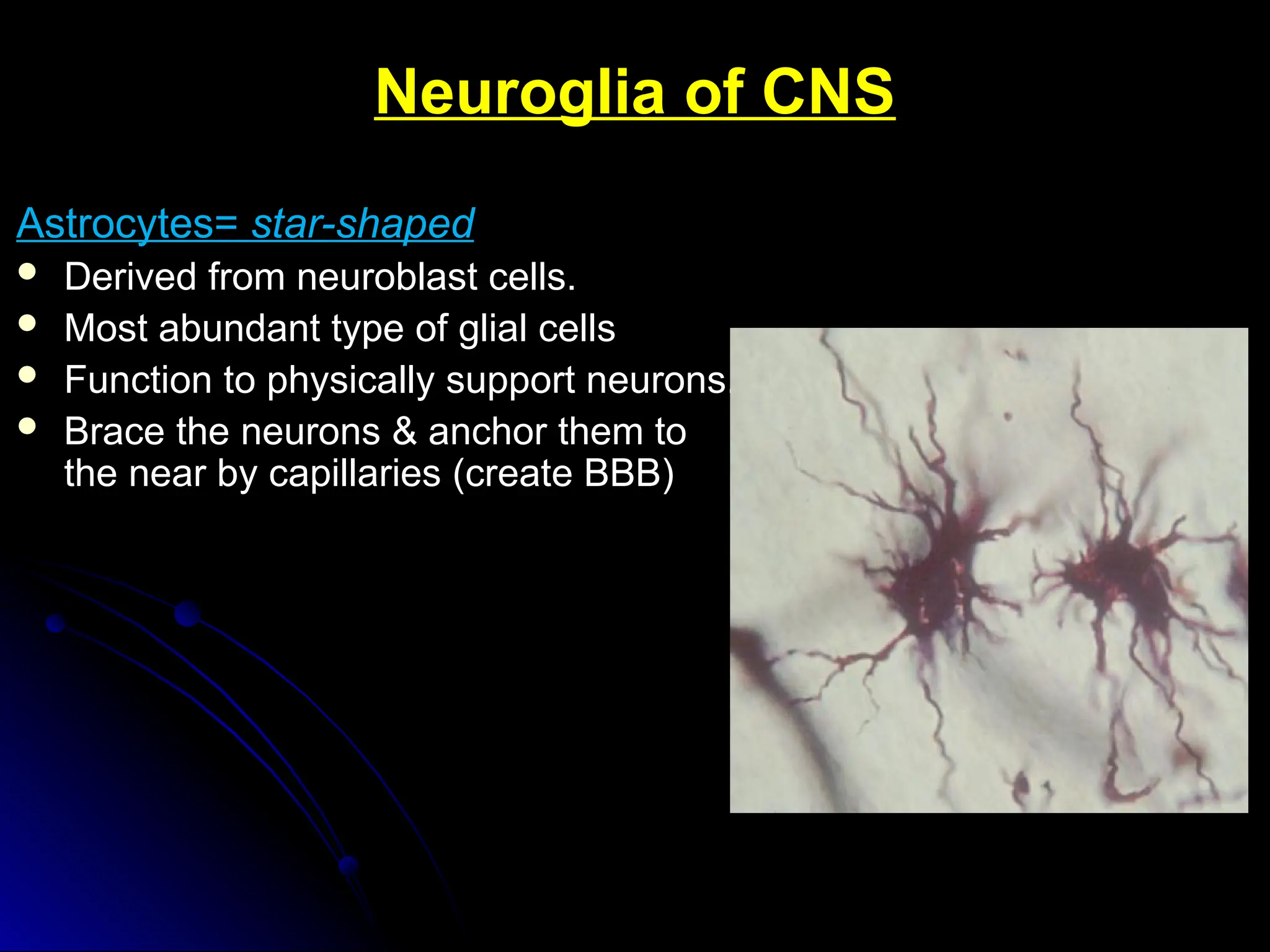 Neuroglia of CNS
Neuroglia of CNS
Astrocytes=
Astrocytes= star-shaped
star-shaped
 Derived from neuroblast cells.
Derived from neuroblast cells.
 Most abundant type of glial cells
Most abundant type of glial cells
 Function to physically support neurons.
Function to physically support neurons.
 Brace the neurons & anchor them to
Brace the neurons & anchor them to
the near by capillaries (create BBB)
the near by capillaries (create BBB)
 