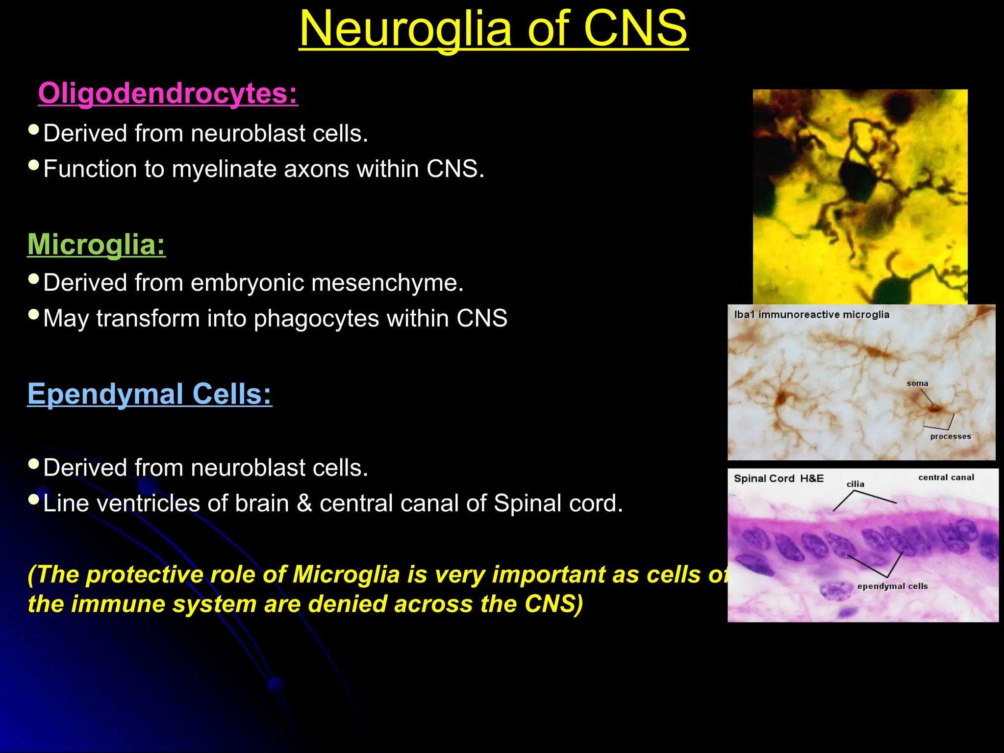 Neuroglia of CNS
Neuroglia of CNS
Oligodendrocytes:
Oligodendrocytes:
Derived from neuroblast cells.
Derived from neuroblast cells.
Function to myelinate axons within CNS.
Function to myelinate axons within CNS.
Microglia:
Microglia:
Derived from embryonic mesenchyme.
Derived from embryonic mesenchyme.
May transform into phagocytes within CNS
May transform into phagocytes within CNS
Ependymal Cells:
Ependymal Cells:
Derived from neuroblast cells.
Derived from neuroblast cells.
Line ventricles of brain & central canal of Spinal cord.
Line ventricles of brain & central canal of Spinal cord.
(The protective role of Microglia is very important as cells of
(The protective role of Microglia is very important as cells of
the immune system are denied across the CNS)
the immune system are denied across the CNS)
 