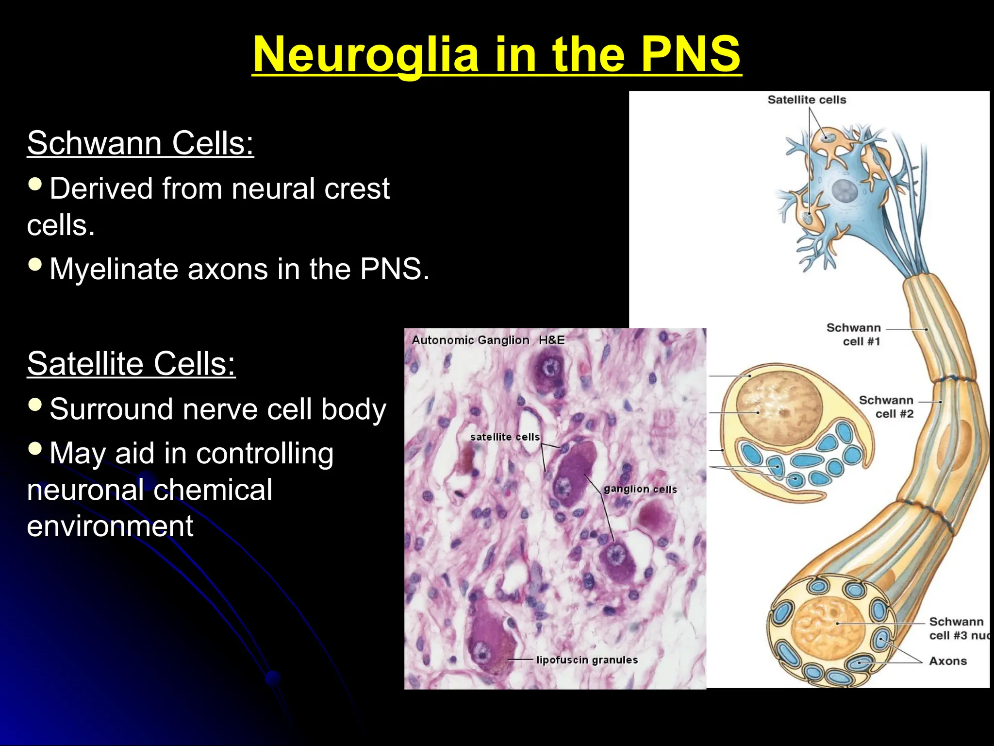 Neuroglia in the PNS
Neuroglia in the PNS
Schwann Cells:
Schwann Cells:
Derived from neural crest
Derived from neural crest
cells.
cells.
Myelinate axons in the PNS.
Myelinate axons in the PNS.
Satellite Cells:
Satellite Cells:
Surround nerve cell body
Surround nerve cell body
May aid in controlling
May aid in controlling
neuronal chemical
neuronal chemical
environment
environment
 
