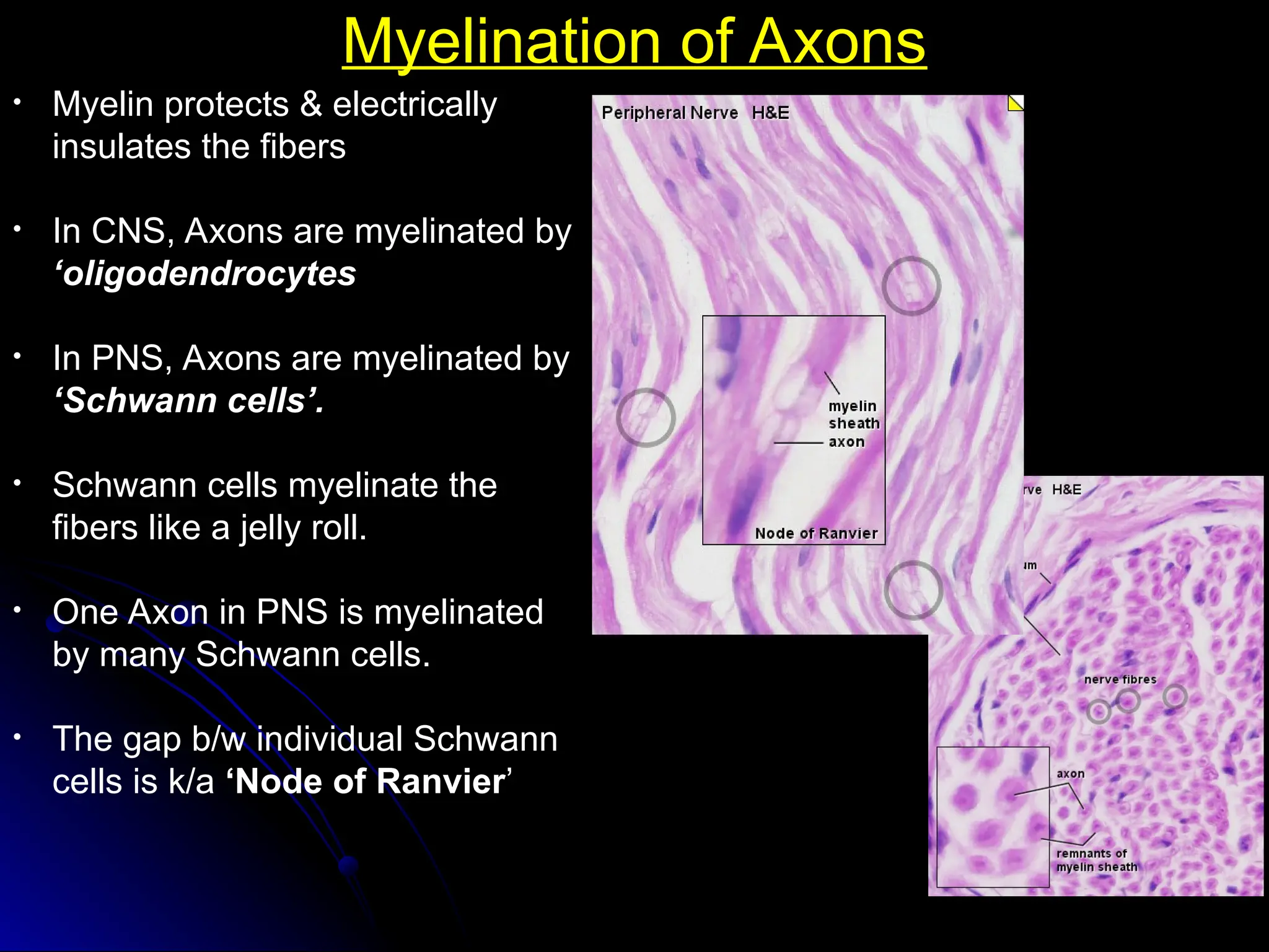 Myelination of Axons
Myelination of Axons
• Myelin protects & electrically
insulates the fibers
• In CNS, Axons are myelinated by
‘oligodendrocytes
• In PNS, Axons are myelinated by
‘Schwann cells’.
• Schwann cells myelinate the
fibers like a jelly roll.
• One Axon in PNS is myelinated
by many Schwann cells.
• The gap b/w individual Schwann
cells is k/a ‘Node of Ranvier’
 