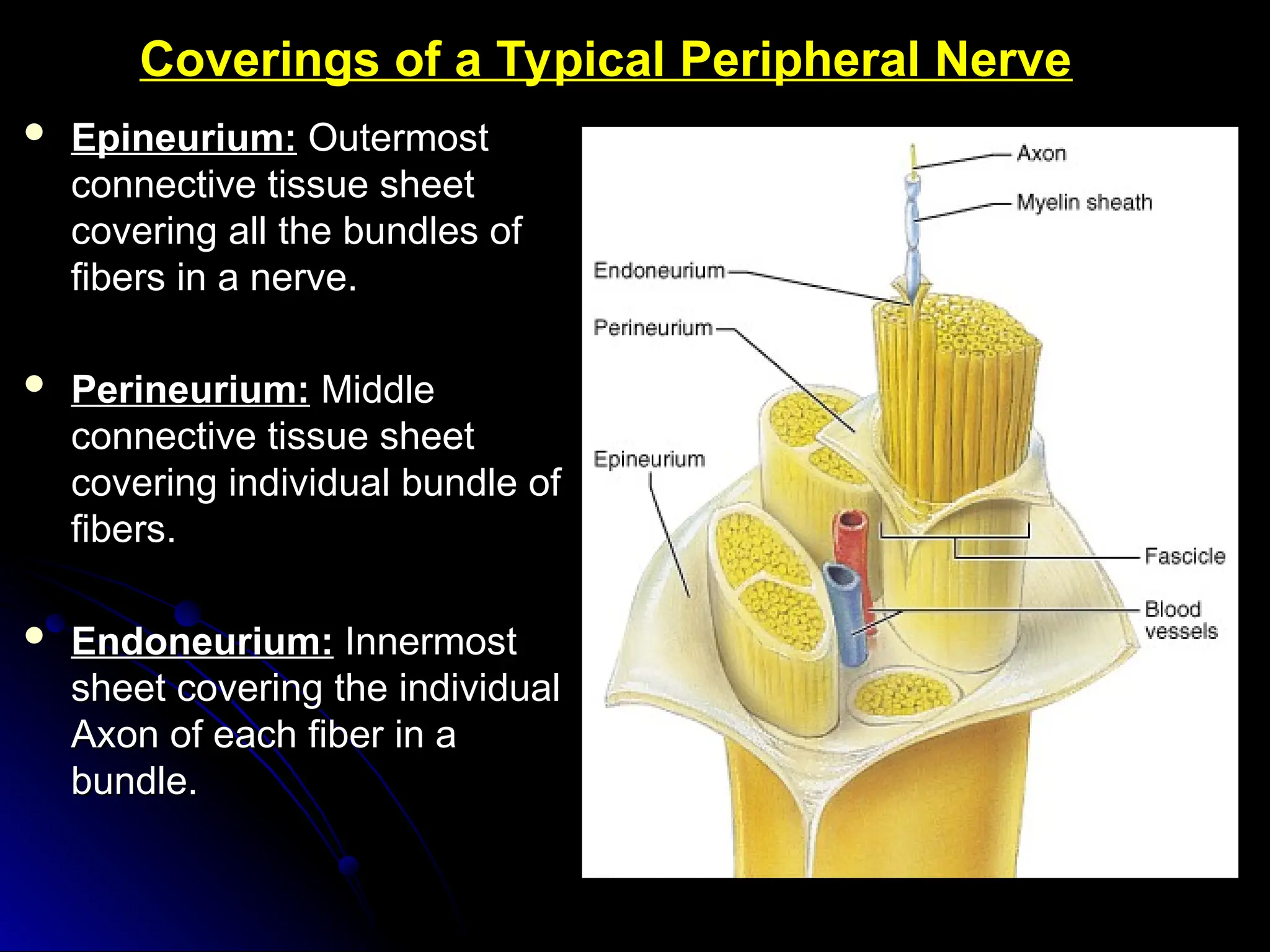  Epineurium:
Epineurium: Outermost
Outermost
connective tissue sheet
connective tissue sheet
covering all the bundles of
covering all the bundles of
fibers in a nerve.
fibers in a nerve.
 Perineurium:
Perineurium: Middle
Middle
connective tissue sheet
connective tissue sheet
covering individual bundle of
covering individual bundle of
fibers.
fibers.
 Endoneurium:
Endoneurium: Innermost
Innermost
sheet covering the individual
sheet covering the individual
Axon of each fiber in a
Axon of each fiber in a
bundle.
bundle.
Coverings of a Typical Peripheral Nerve
 