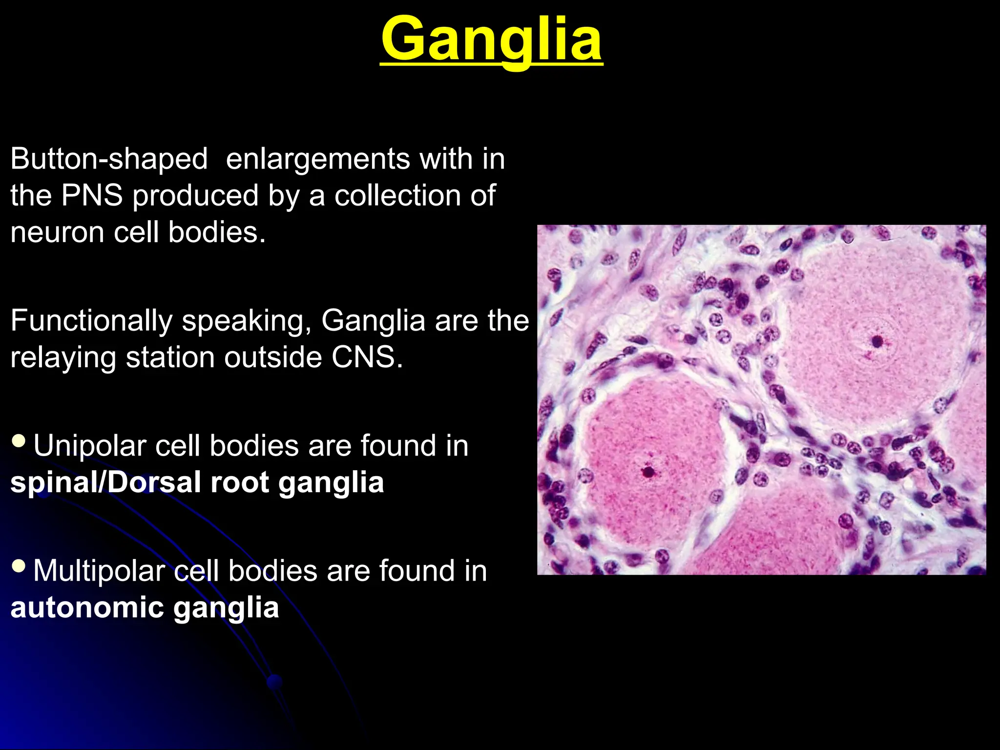 Ganglia
Ganglia
Button-shaped enlargements with in
the PNS produced by a collection of
neuron cell bodies.
Functionally speaking, Ganglia are the
relaying station outside CNS.
Unipolar cell bodies are found in
spinal/Dorsal root ganglia
Multipolar cell bodies are found in
autonomic ganglia
 