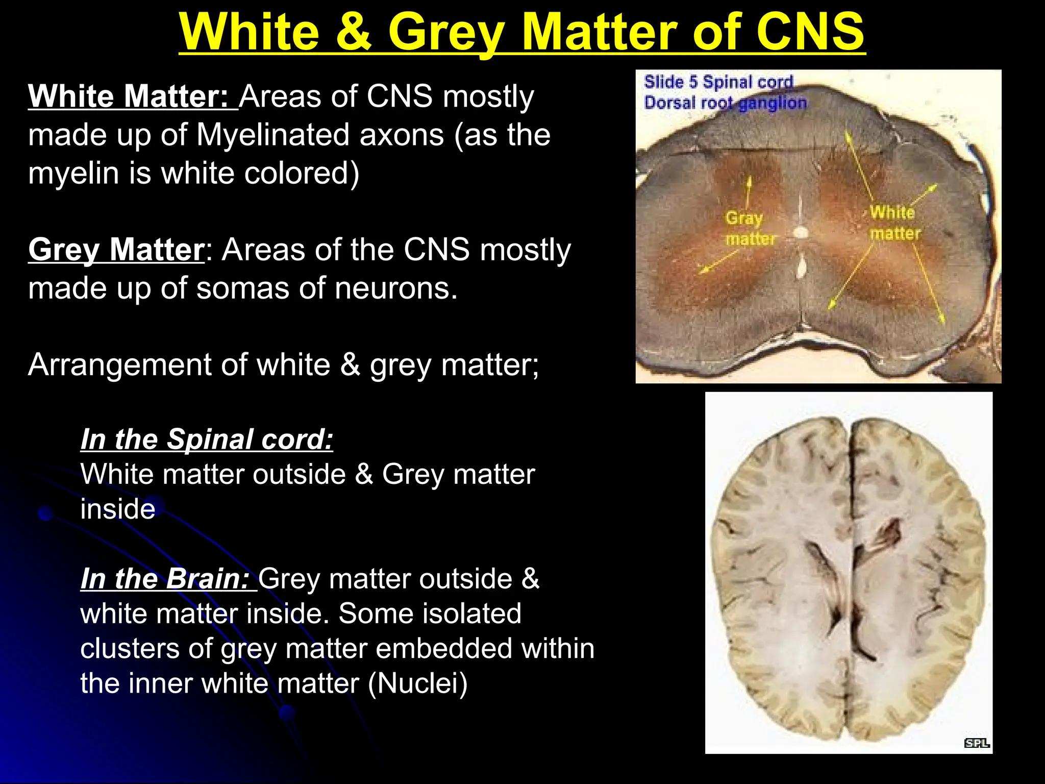 White & Grey Matter of CNS
White & Grey Matter of CNS
White Matter: Areas of CNS mostly
made up of Myelinated axons (as the
myelin is white colored)
Grey Matter: Areas of the CNS mostly
made up of somas of neurons.
Arrangement of white & grey matter;
In the Spinal cord:
White matter outside & Grey matter
inside
In the Brain: Grey matter outside &
white matter inside. Some isolated
clusters of grey matter embedded within
the inner white matter (Nuclei)
 