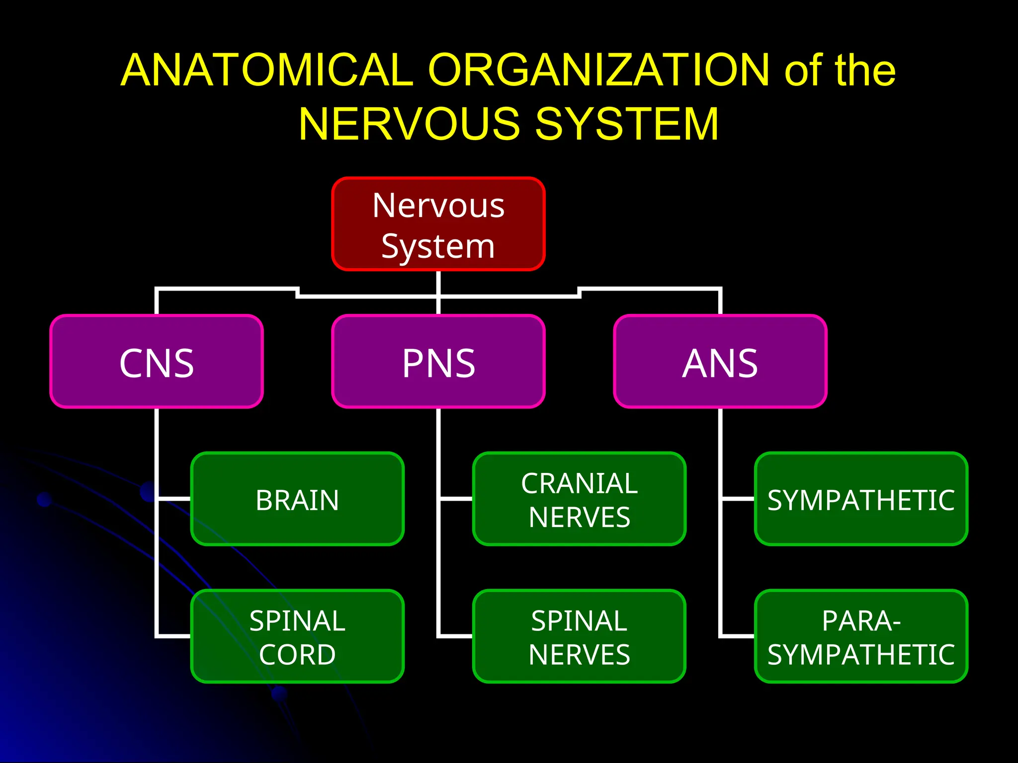 ANATOMICAL ORGANIZATION of the
ANATOMICAL ORGANIZATION of the
NERVOUS SYSTEM
NERVOUS SYSTEM
Nervous
System
CNS PNS ANS
BRAIN
SPINAL
CORD
CRANIAL
NERVES
SPINAL
NERVES
SYMPATHETIC
PARA-
SYMPATHETIC
 