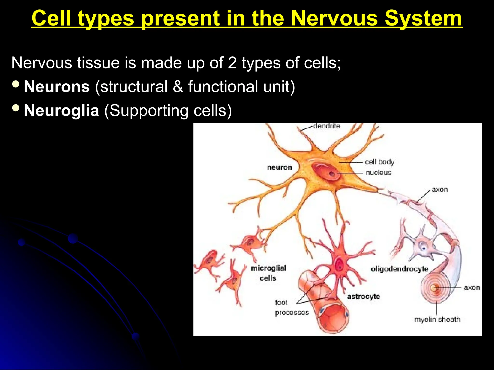 Cell types present in the Nervous System
Cell types present in the Nervous System
Nervous tissue is made up of 2 types of cells;
Nervous tissue is made up of 2 types of cells;
Neurons
Neurons (structural & functional unit)
(structural & functional unit)
Neuroglia
Neuroglia (Supporting cells)
(Supporting cells)
 
