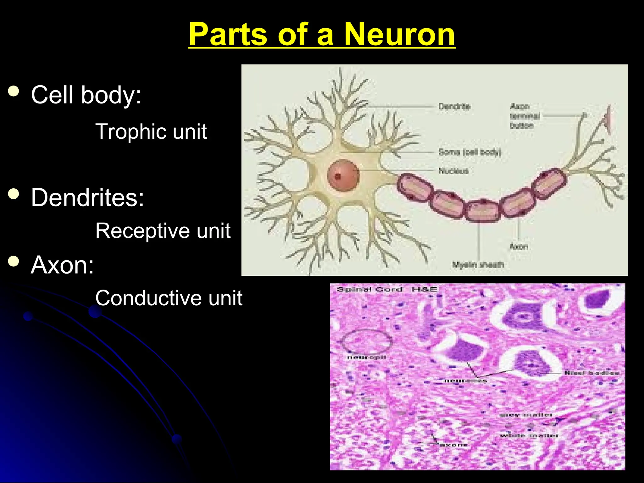 Parts of a Neuron
Parts of a Neuron
 Cell body:
Cell body:
Trophic unit
Trophic unit
 Dendrites:
Dendrites:
Receptive unit
Receptive unit
 Axon:
Axon:
Conductive unit
Conductive unit
 