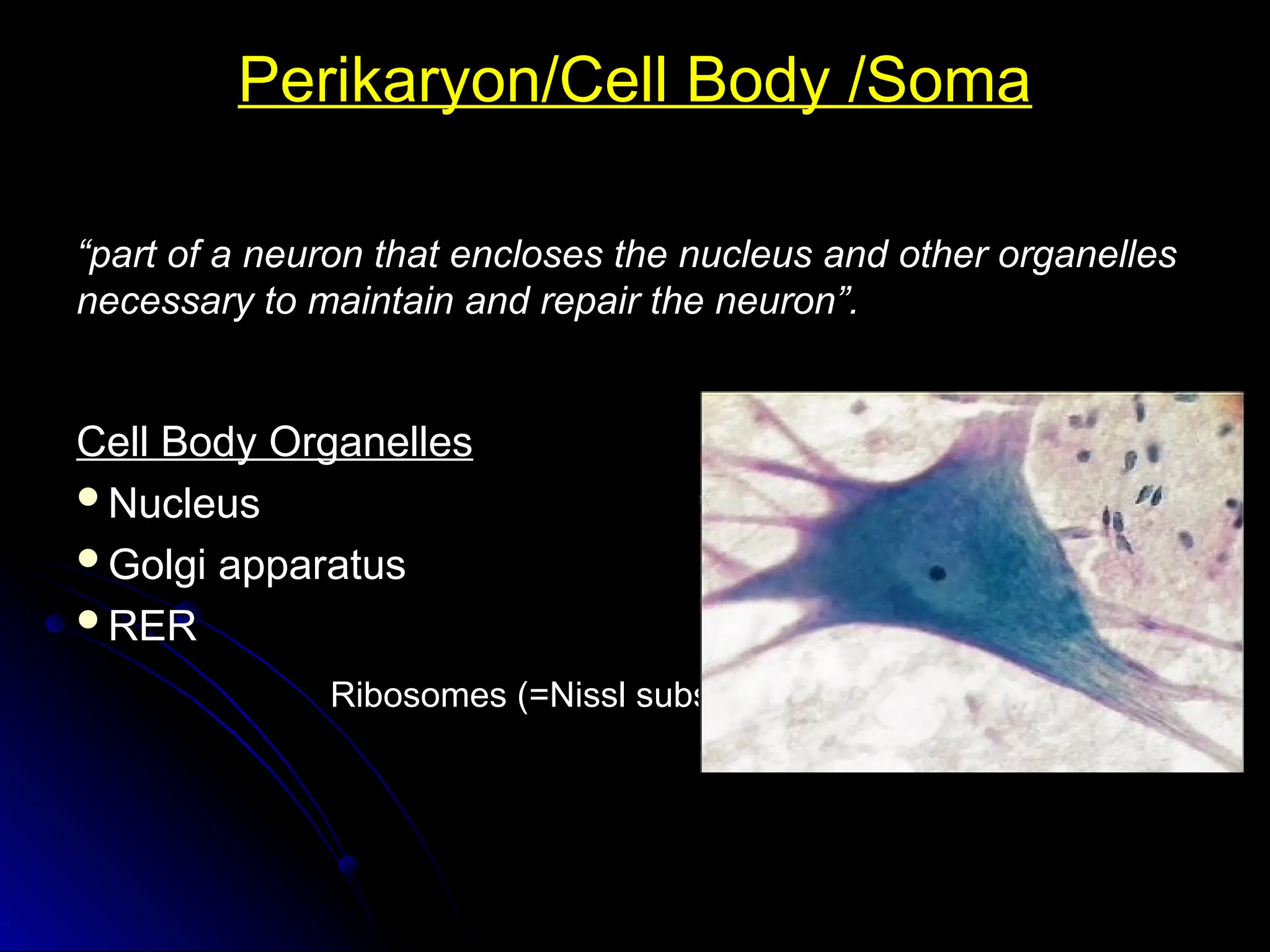 Perikaryon/Cell Body /Soma
Perikaryon/Cell Body /Soma
“
“part of a neuron that encloses the nucleus and other organelles
part of a neuron that encloses the nucleus and other organelles
necessary to maintain and repair the neuron”.
necessary to maintain and repair the neuron”.
Cell Body Organelles
Cell Body Organelles
Nucleus
Nucleus
Golgi apparatus
Golgi apparatus
RER
RER
Ribosomes (=Nissl substance)
Ribosomes (=Nissl substance)
 