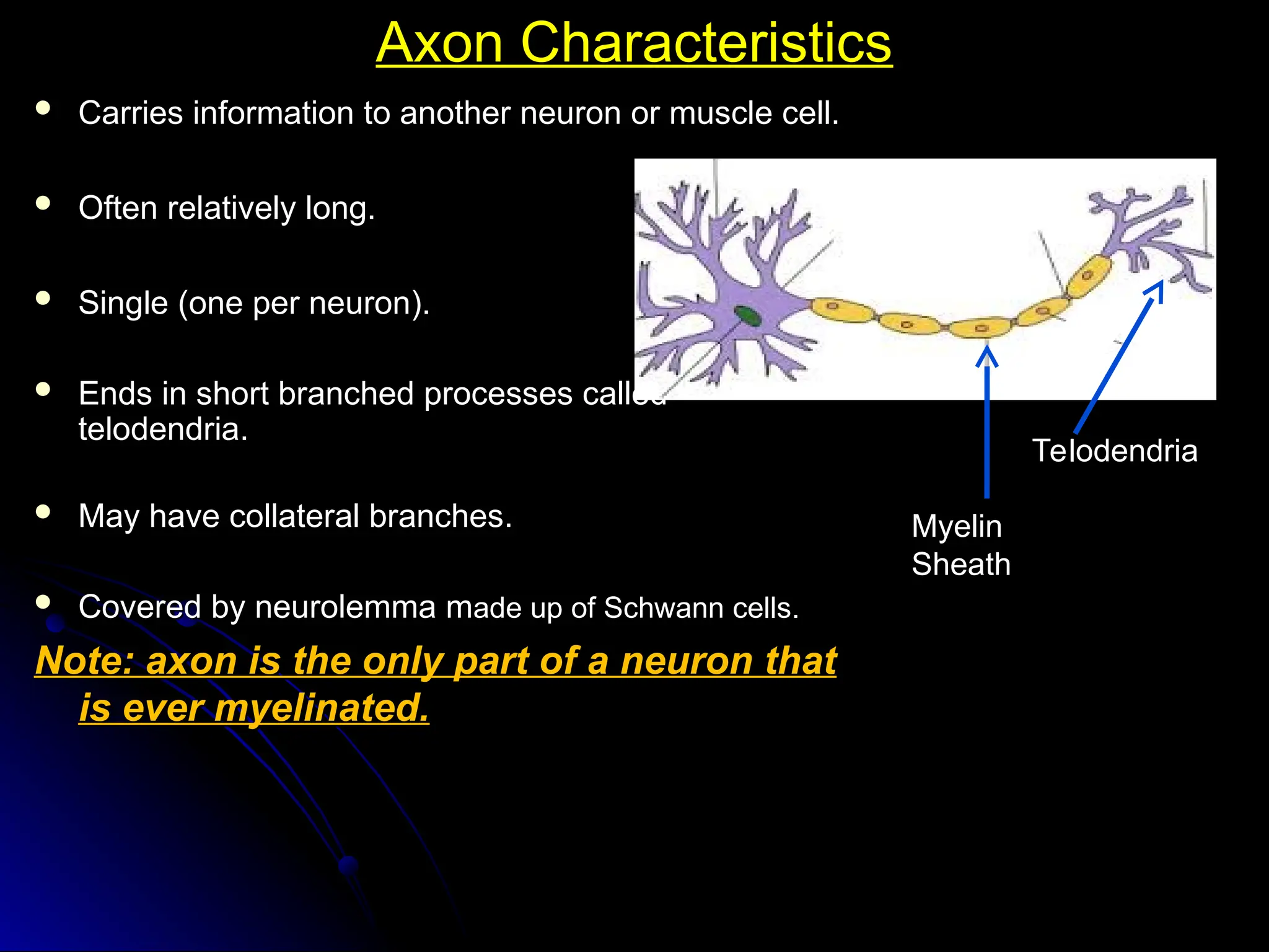 Axon Characteristics
Axon Characteristics
 Carries information to another neuron or muscle cell.
Carries information to another neuron or muscle cell.
 Often relatively long.
Often relatively long.
 Single (one per neuron).
Single (one per neuron).
 Ends in short branched processes called
Ends in short branched processes called
telodendria.
telodendria.
 May have collateral branches.
May have collateral branches.
 Covered by neurolemma m
Covered by neurolemma made up of Schwann cells.
ade up of Schwann cells.
Note: axon is the only part of a neuron that
Note: axon is the only part of a neuron that
is ever myelinated.
is ever myelinated.
Myelin
Sheath
Telodendria
 