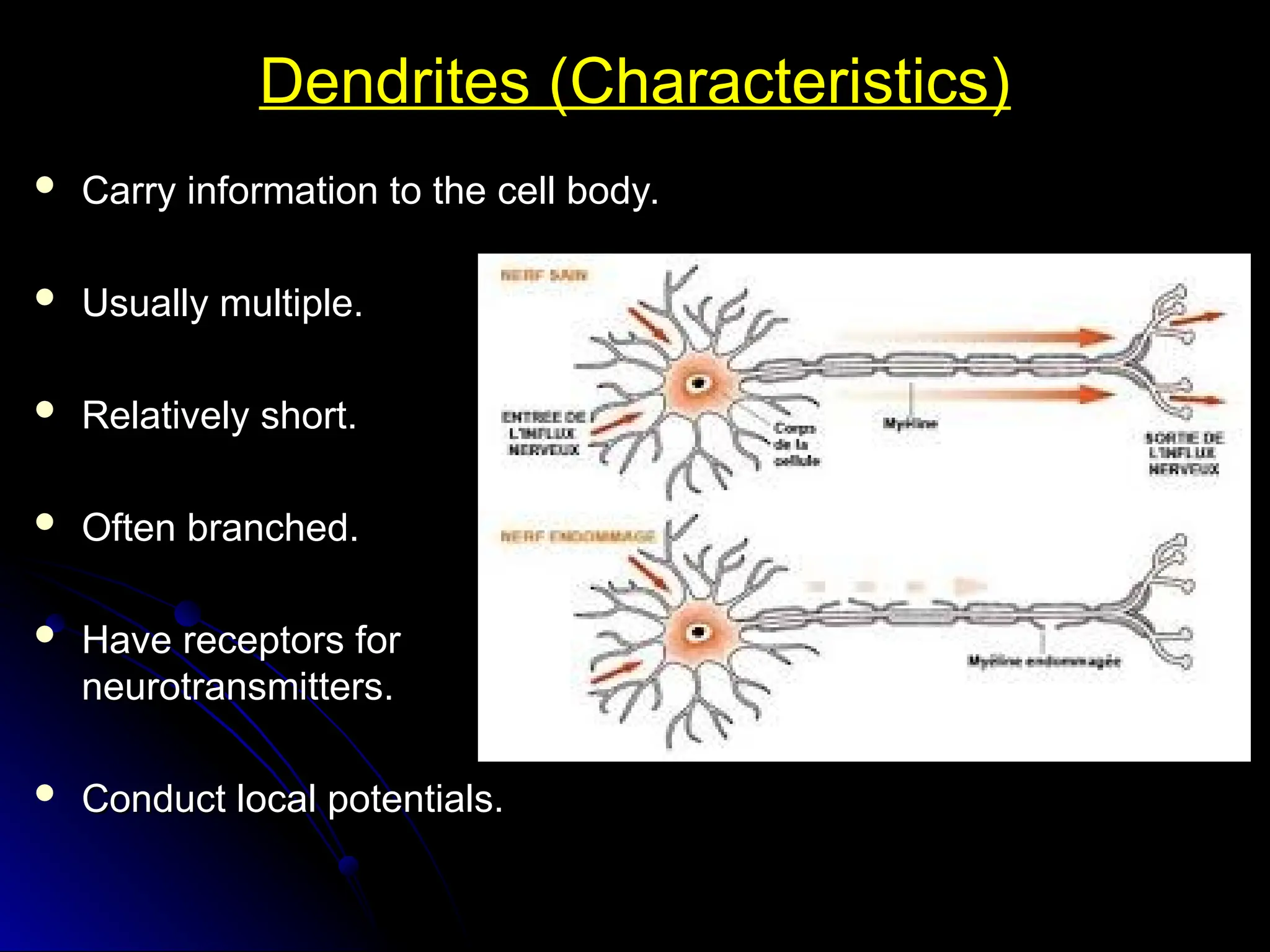 Dendrites (Characteristics)
Dendrites (Characteristics)
 Carry information to the cell body.
Carry information to the cell body.
 Usually multiple.
Usually multiple.
 Relatively short.
Relatively short.
 Often branched.
Often branched.
 Have receptors for
Have receptors for
neurotransmitters.
neurotransmitters.
 Conduct local potentials.
Conduct local potentials.
 