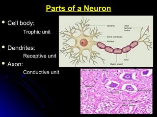 histologyofthenervoussystem-140905044427-phpapp02-200729202123.ppt