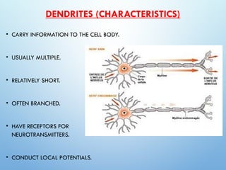 histologyofthenervoussystem-140905044427-phpapp02-200729202123.ppt