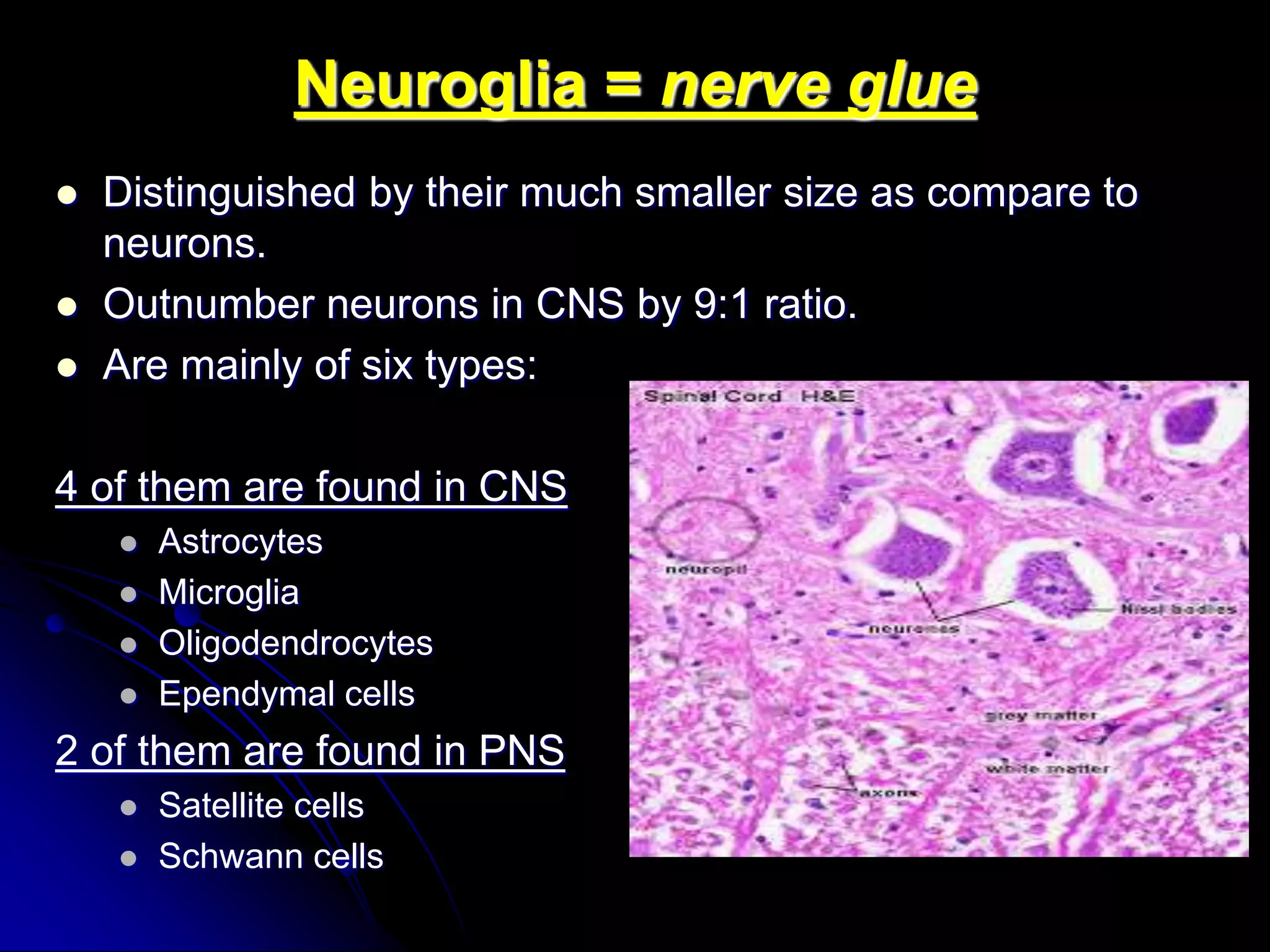 Histology of the nervous system | PPT