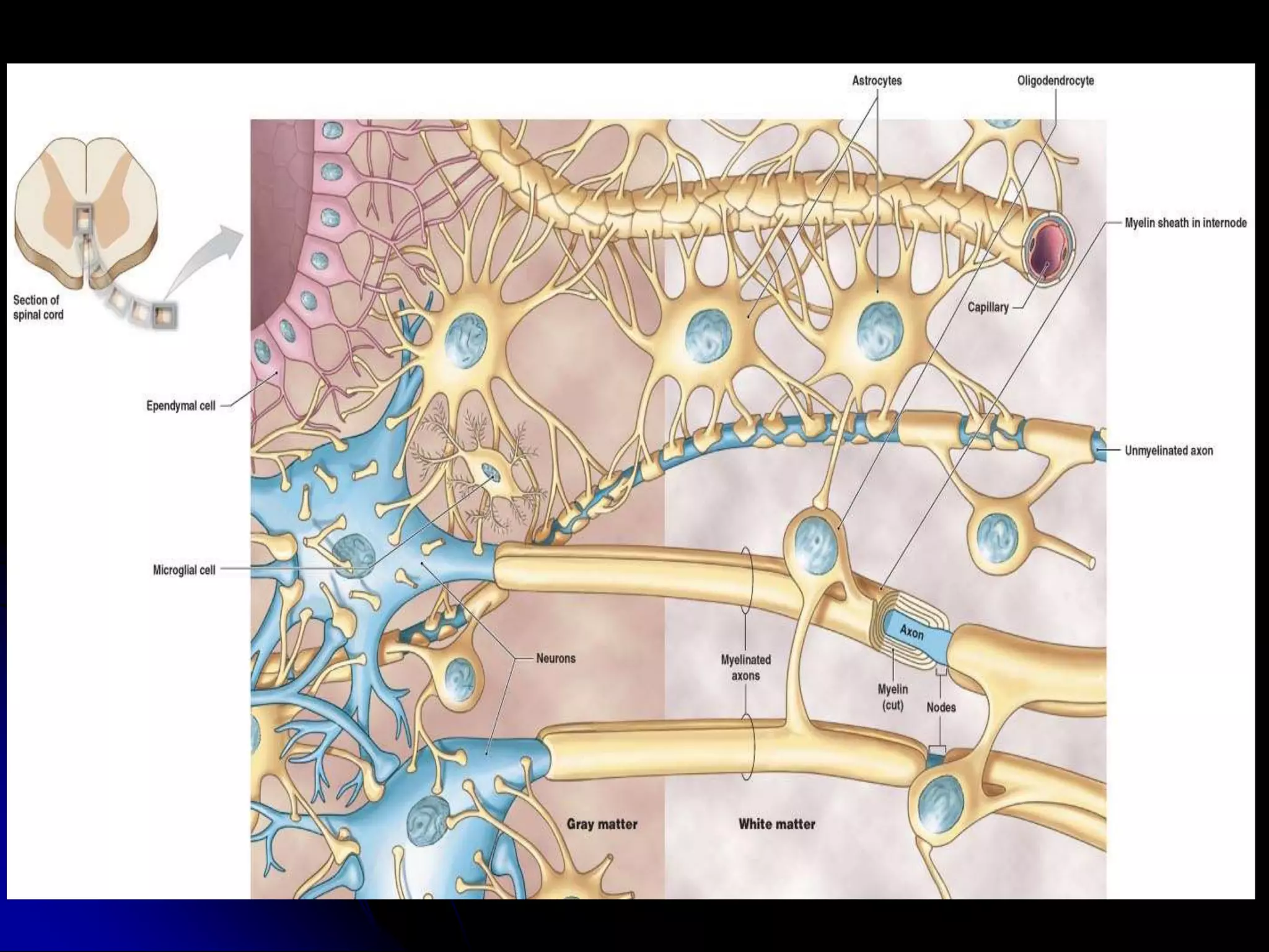 Histology of the nervous system | PPT