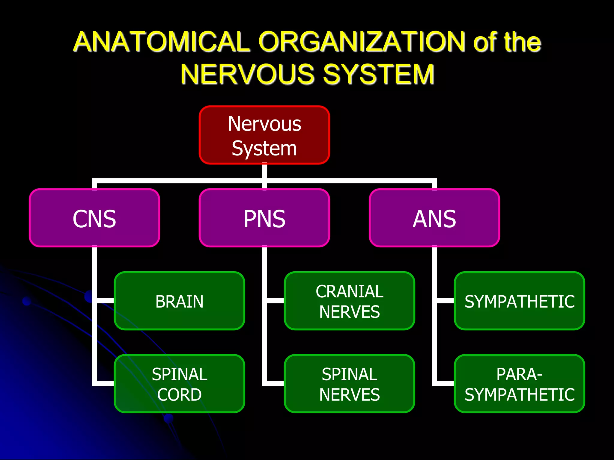 Histology of the nervous system | PPT