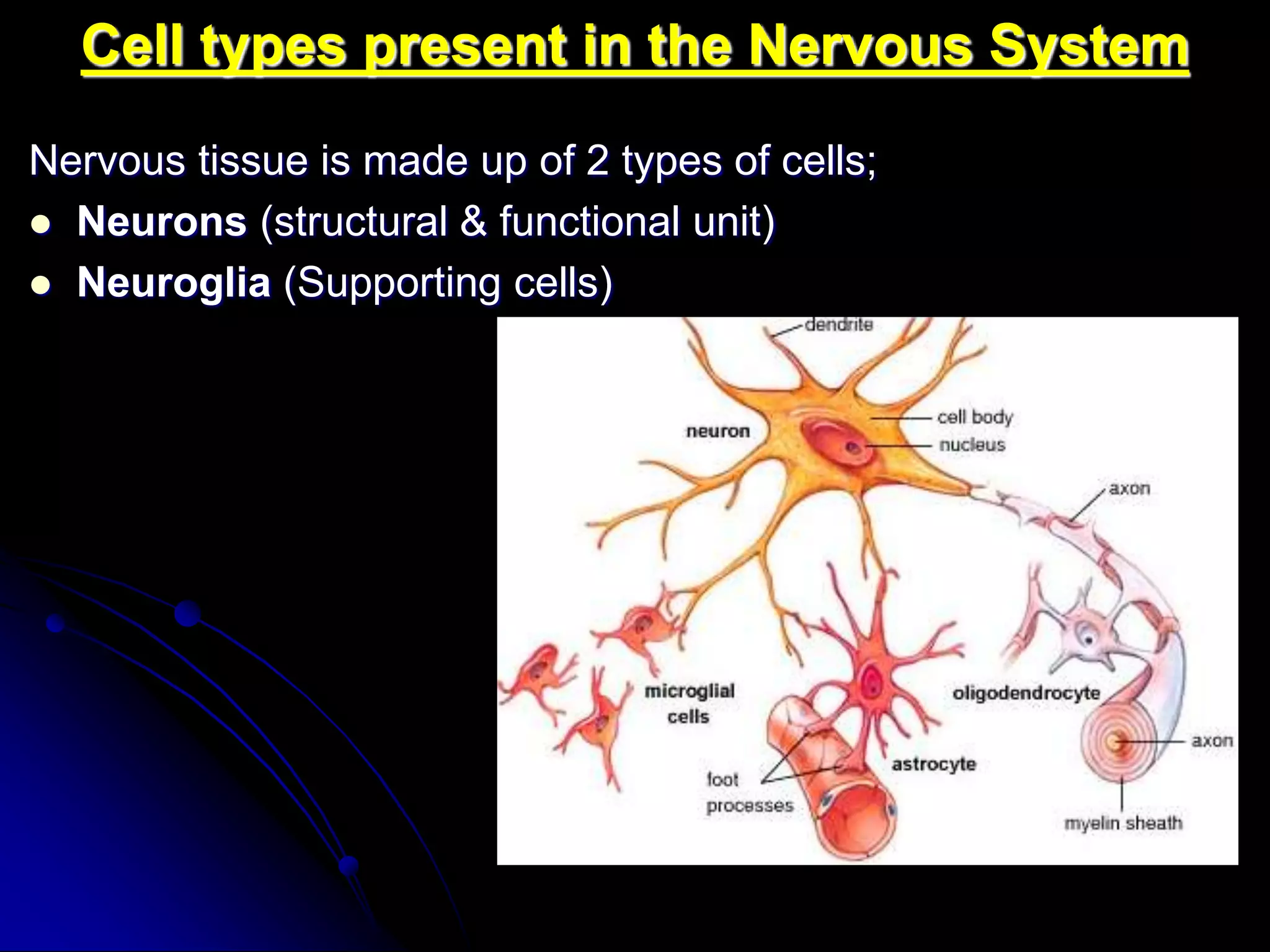 Histology of the nervous system | PPT