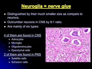 Histology of the nervous system | PPT