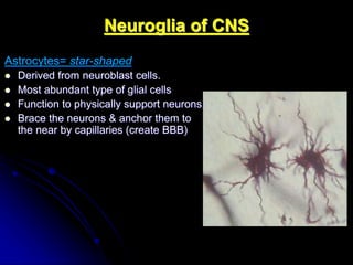 Histology of the nervous system | PPT
