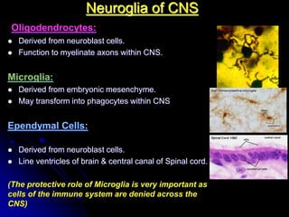 Histology of the nervous system | PPT
