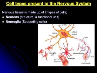 Histology of the nervous system | PPT
