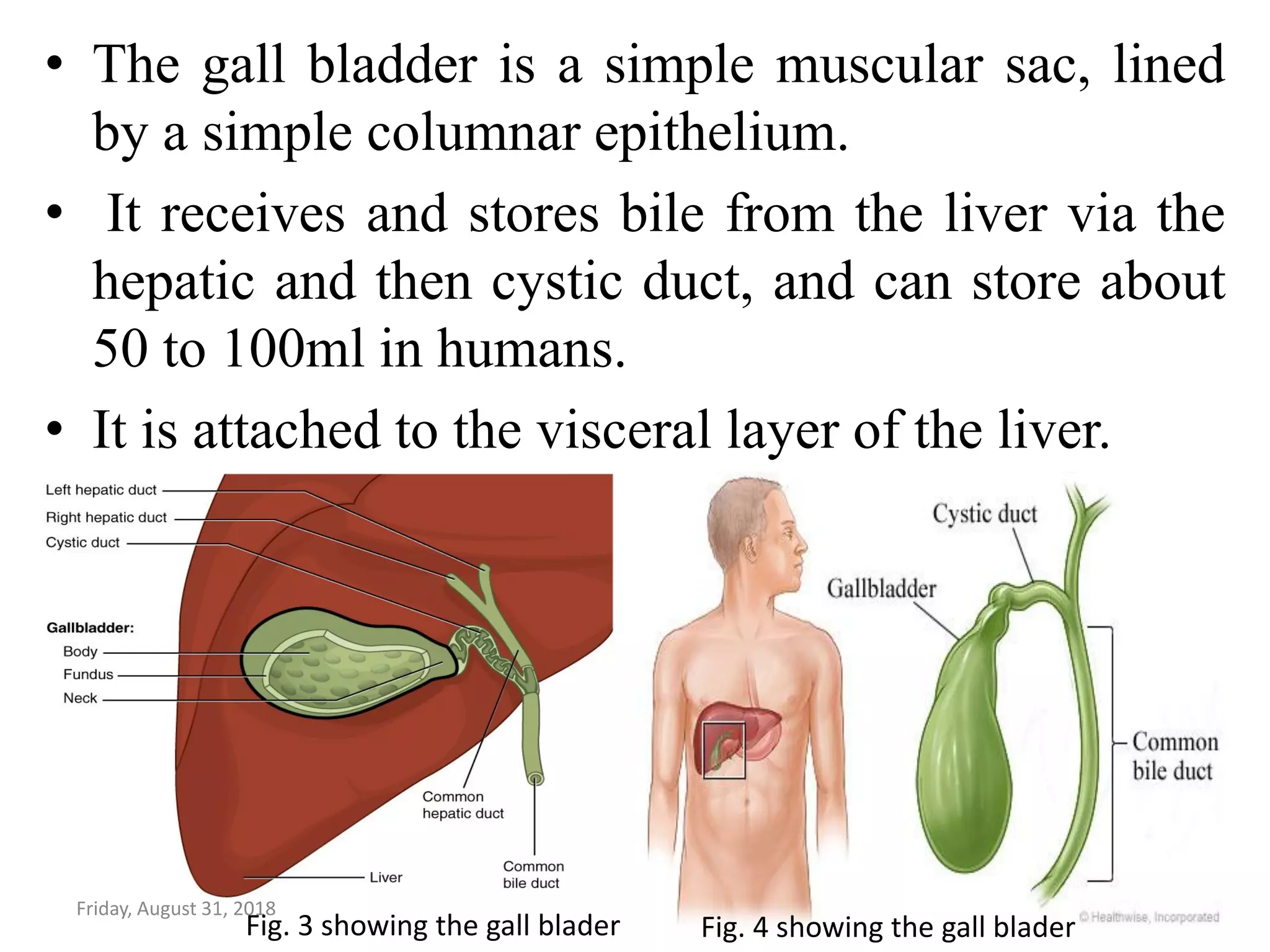 Histology of the pancreas, gall bladder and appendix by Zachariah ...