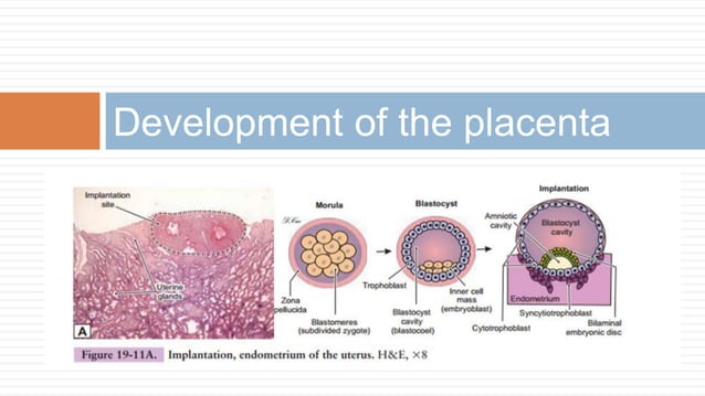 Histology of the Placenta.pptx | Pregnancy | Reproductive Health
