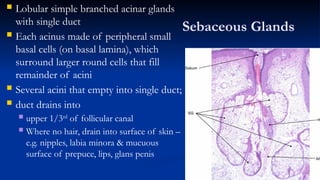 Histology of the Skin powerpoint notes.pptx
