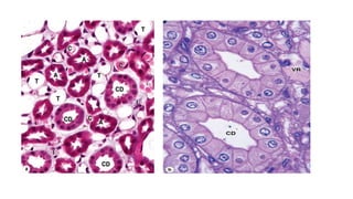 HISTOLOGY OF THE URINARY SYSTEM.pptx
