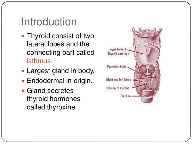 Histology of thyroid gland